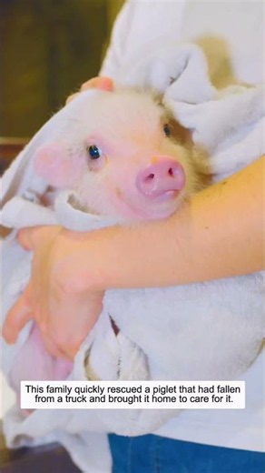 This family quickly rescued a piglet that had fallen from a truck and brought it home to care for it