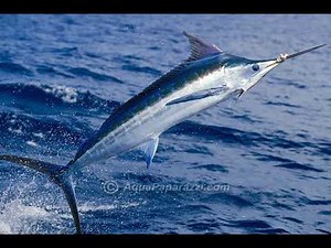 Atlantic Blue Marlin Sound Effect