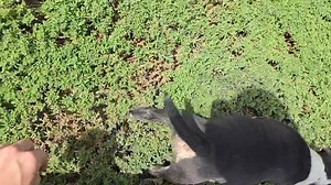 20K views · 1.3K reactions | Dexter x Moonie litter out and about today Nice day to discover the outside   | Major Bull Terriers | Facebook