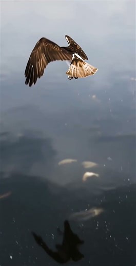 Osprey POV Hunt 🦅 Catching Fish Mid-Air! #pov #nature #macrowildlife #wildlife #wildlifedocumentary