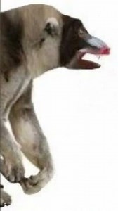 American mandrill Sound Effect #wildlife #soundeffectsstudio #voiceeffects #mandrill