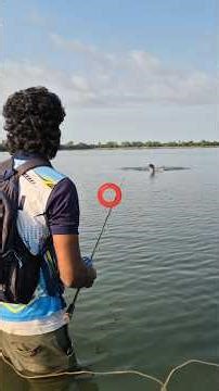 big size cat fish live hunting the frog lure video.#bigfish#fishing#trending#fishing vlog#