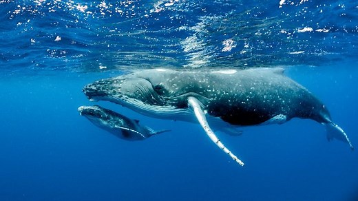 Whale Meaning & Symbolism & the Whale Spirit Animal