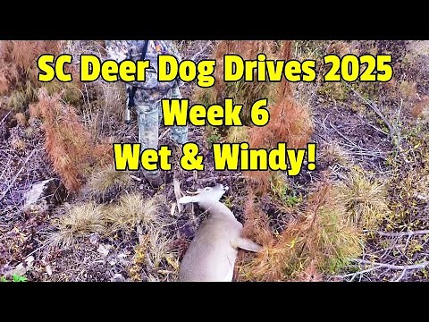 SC Deer Dog Drives 2025! Week 6, Wet & Windy! Great Hunt!