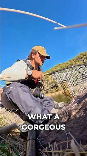 MASSIVE brown trout catch and release #browntrout #fishing #troutfishing