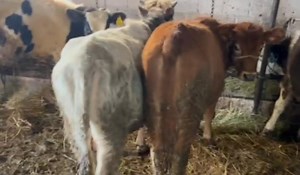 7 vjeta per majmeri 4 dhe 5 mujsh qimi 690 copa kush i merr komplet qmimi fiks ne 045226050 | Bujqesi dhe Blegtori në Kosovë