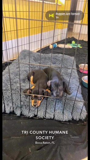 Come in today and meet these adorable chihuahua mix puppies along with all of the other great dogs we have at the rescue! 9:30-4! | Tri-County Humane