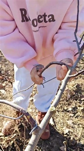 #FruitTree Branch Shaping Machine | #Smart Branch Training for Modern Fruit Tree Planting