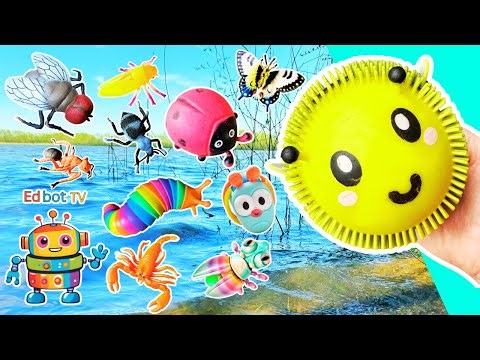 Bug Insect Names for Kids to Learn at the Lake: Fly Butterfly Ladybug Weevil Bee Slug 