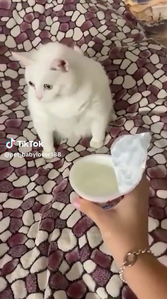Pet_babylover188 on TikTok