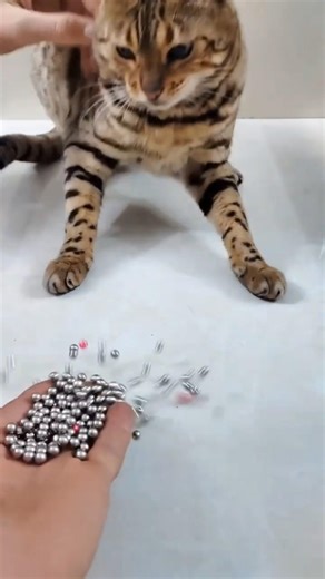 Pure ASMR Vibes from a Bengal Cat 🐾💤