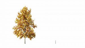 Trees Grow Small Large Growing Tree Stock Footage Video (100% Royalty-free) 3494689033 | Shutterstock