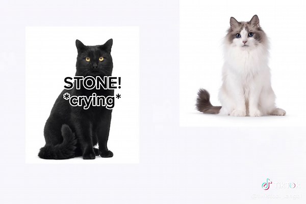 Cat Story Slides Sad Cat Slideshow