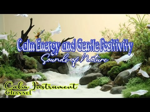 Beautiful Relaxation Instrumental That Creates Calm Energy and Gentle Positivity
