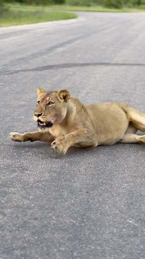 Your move 🦁 @tinganacollection - www.tingana.co.za #86daysinkruger #krugernationalpark #krugerpark #kruger #sanparks #knp #southafrica #wilderness #wildlife #safari #animal #africa #nature #wild #travel #explore #leopard #kruger #sanparks #wildlife #backtoback86daysinkruger #86daysinkruger #photography #filmmaker #filmmaking #video #iphone #apple #wildlifephotography | Christopher Tosi