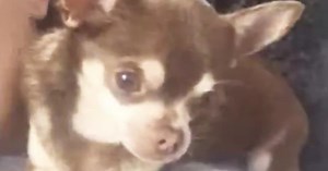 Seagull Snatches Chihuahua From Garden - Leaving Dog's Owner Devastated