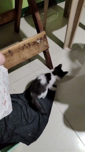 this is my new adaption kitten