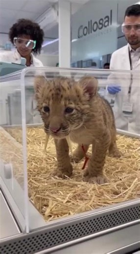 Scientists Resurrect Sabretooth – First Time in Human History