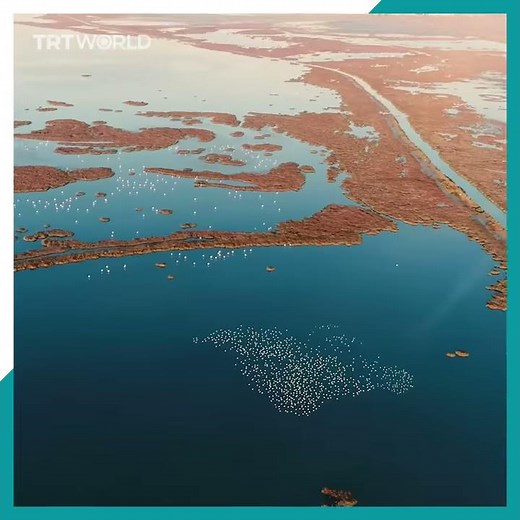 Flamingos gather in Gediz Delta in Turkey