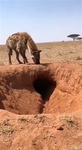 Hyena VS Python: The Deadliest Trap in the Wild! | Vid Point