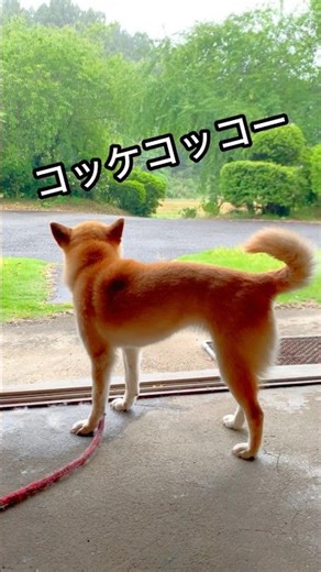 柴犬コロ コケコッコーと鳴く犬😂 #柴犬コロ #可愛い #おもしろ #柴犬 #dog #shibainu