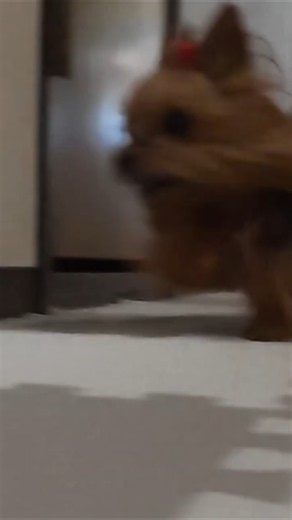 【時速100キロ!?】お散歩バッグへ『スーパーカー並み』の爆速で突っ込んでいく犬😂 誰も止められないヨーキーランのロケットスタートが凄すぎた🐾🏎️🎒💨 #shorts