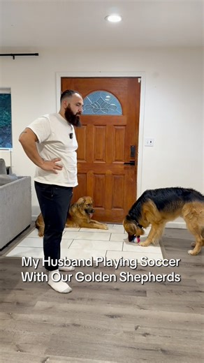 Dogs playing soccer? #dogsoffacebook #goldenshepherd #dog #dogmom #doglover | Life With Golden Shepherds