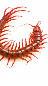 If this critter looks terrifying to you, imagine what it must look like to its prey. Capable of reaching nearly 10 inches in length, the Malaysian cherry red centipede is one of the largest species belonging to the genus Scolopendra. Often found hunting in trees, this species typically feeds on insects and spiders but has been known to take larger prey including small snakes and tree frogs. Video taken at Verve Biotech, LLC. #centipede #insect #animal #wildlife #video #reel #footage #PhotoArk | 
