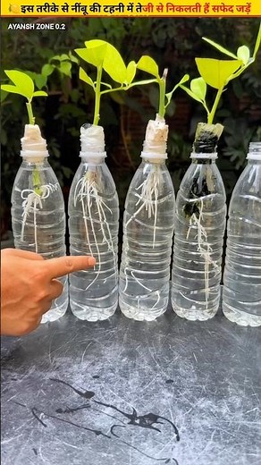 🍋Grow roots from lemon cuttings in water #cuttingskills #growth #garden