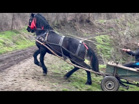 Cai de tracțiune #shorts 