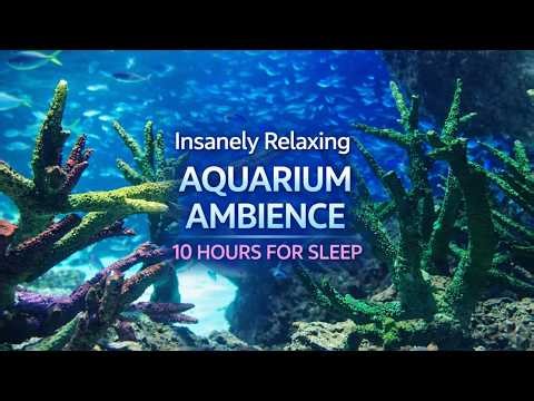 10 Hour Fish Tank ASMR | Soothing Water Sounds for Sleep