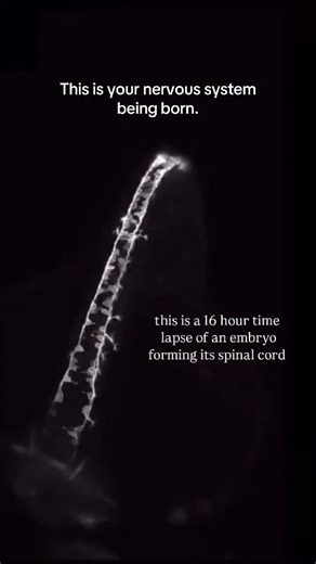 SEARCH on Instagram: "Follow This is not CGI. Not animation. Not Al. What you're watching is a 16-hour real-time process compressed into a time-lapse - an embryo forming its spinal cord, one of the most crucial events in early development. During this stage, cells don't move randomly. They communicate, align, fold, and specialize in a tightly regulated sequence called neurulation. This is when the neural plate folds to form the neural tube, which later develops into the brain and spinal cord - t