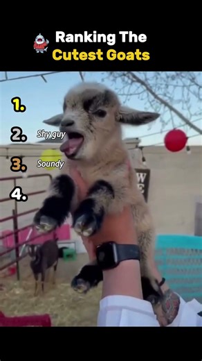 Ranking The Cutest Goats 🥰 #animals #cute #cuteanimals #goat #ranking #fyp