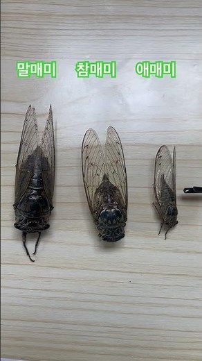 #자연관찰#곤충#매미종류# 애매미?늦털매미?#참매미#말매미#크기차이