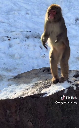 Adorable Monkey Clapping in the Jungle