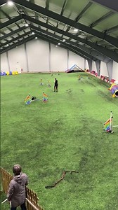 Exciting Dog Agility Course in Action