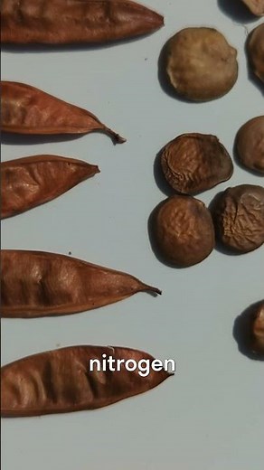 Seed Scarification: A Simple and Effective Technique