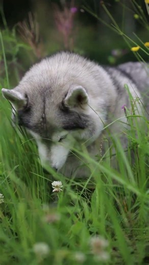 Trash Bears… but Wolves?!
