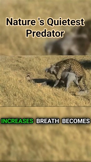 This Is How Leopards Win Without Wasting Energy