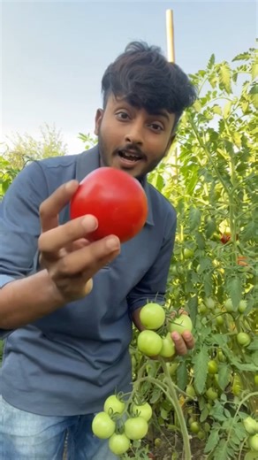 🍅“Green Tomato ko 5 din me Laal karne ka Desi Formula"💥#DesiJugad#KisanTips#FarmingShorts#AgriShorts