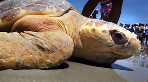 Crowd Cheers as Sea Turtles Return to the Sea