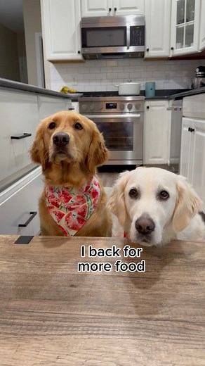 82K views · 5.3K reactions | More summer food tasting testing with the golden besties. #funnydogs #cutedogs #dogs #summervibes #funnyreels #doglover #goldenretriever #asmr #doglife #pet #foodie | Maple Sweet Golden | Facebook