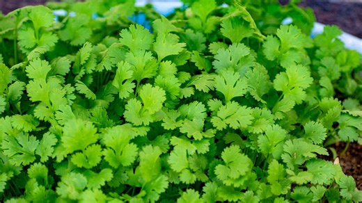 Homegrown coriander made easy: A beginner’s step-by-step guide