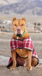 As a former fighting dog Courage overcame a lifetime of abuse and found new hope through adoption. He is proof that change is possible and love truly transforms lives. Courage’s adoption story has been one of our MOST inspirational and we know so many of you were touched and inspired by this incredible dogs journey. We’d like his journey to inspire thousands more. Courage encompasses every canine and human life our rescue touches. As a 501c nonprofit we utilize the human canine bond to save live