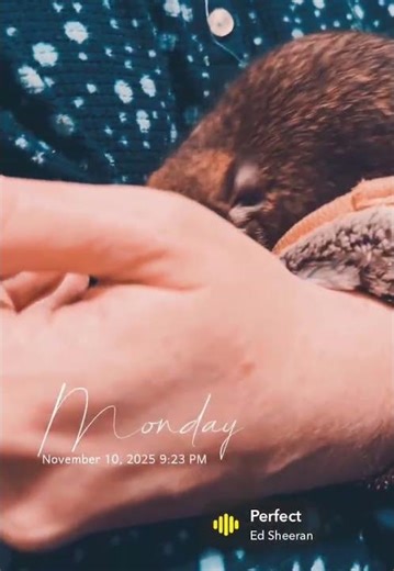 Queen the Degu cuddles 🥰 #degulife #cutepets #degu #petvlog #cute #funnypets #cuteanimals #hugs