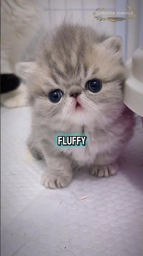 Why Exotic Shorthair Cats Look Permanently Shocked 😹