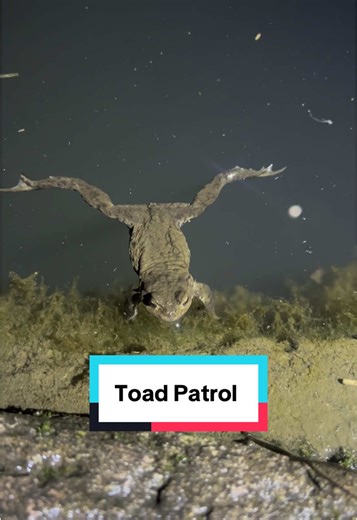 Toad Patrol #toads #British #wildlife