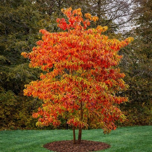 Sassafras Tree Live Plant, 12–24” Tall Bare Root, Cold Hardy, Native Aromatic Tree - Etsy