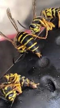 close up yellow jackets sting