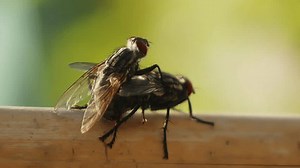 Pair Flies Insect Mating Close Stock Stock Footage Video (100% Royalty-free) 3795436977 | Shutterstock